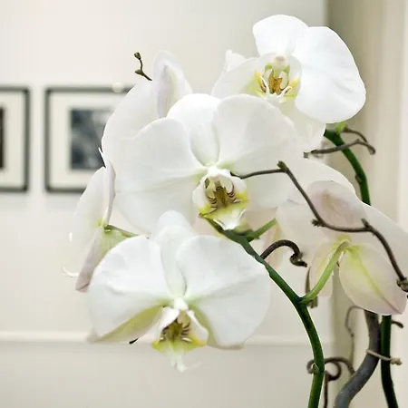 فندق Vanity Navona روما