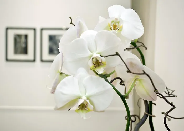 Hotel Vanity Navona Roma